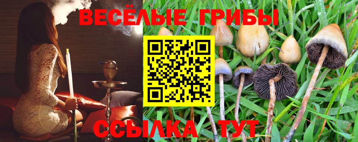 Бийск  Галлюциногенные грибы Psilocybine cubensis  Вход с VPN 