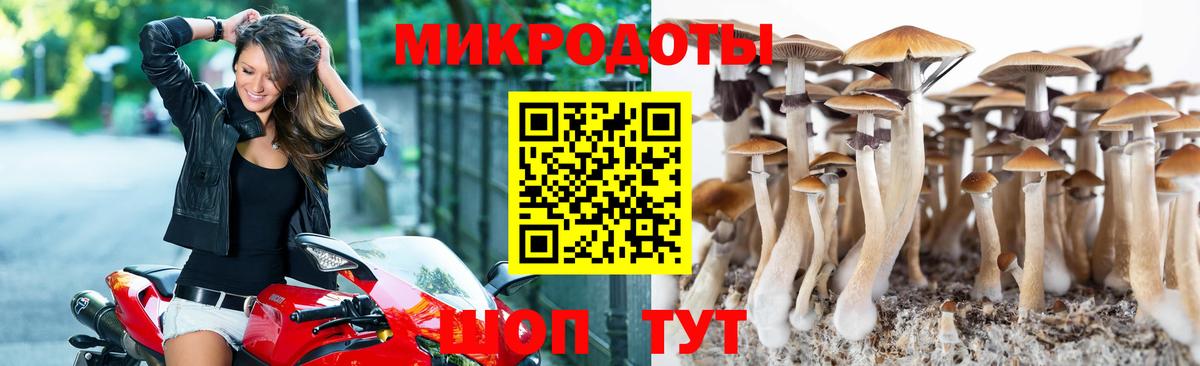 Псилоцибиновые грибы мицелий  Галлюциногенные грибы Psilocybe  Бийск 